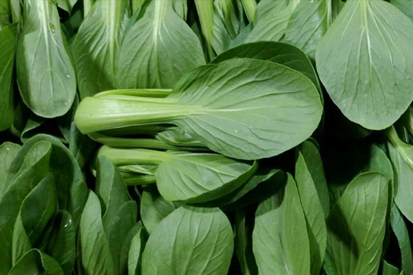 種植小油菜使用沸石能增產(chǎn)嗎？-國(guó)投盛世