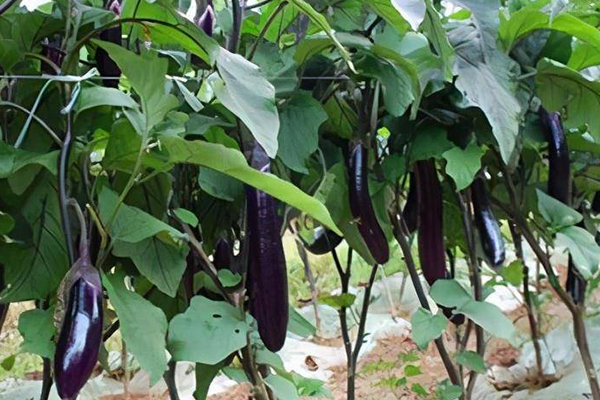 茄子想要增產，可以在種植時添加沸石！-國投盛世