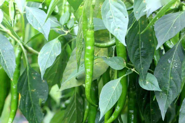 種植辣椒,要想獲得超高產,記住要加入沸石-國投盛世
